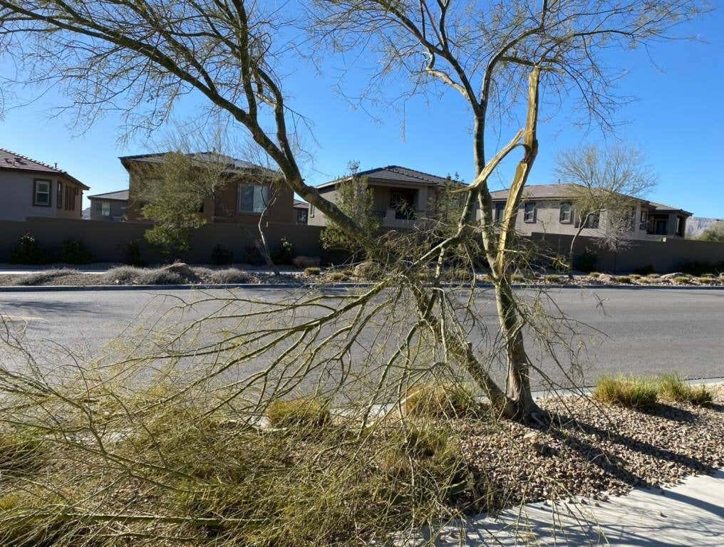 A tree in Summerlin has damage from high winds. Wind Gusts Are Expected To Hit 55mph This Weekend.