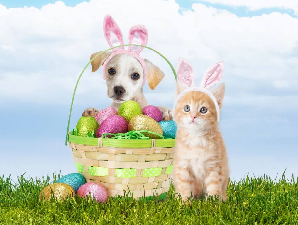 There are traditional Easter items in your home which could be deadly to your pets. Photo of a cute puppy and kitten. They are each wearing pink Easter bunny ears. The kitten is sitting to the right of an Easter basket filled with colorfully decorated eggs. The puppy is seated behind the Easter basket. They're sitting on a green grass lawn with blue skies and fluffy clouds in the background behind them.