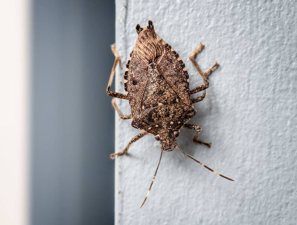 A stink bug in a home. This story is about how to get rid of stink bugs.