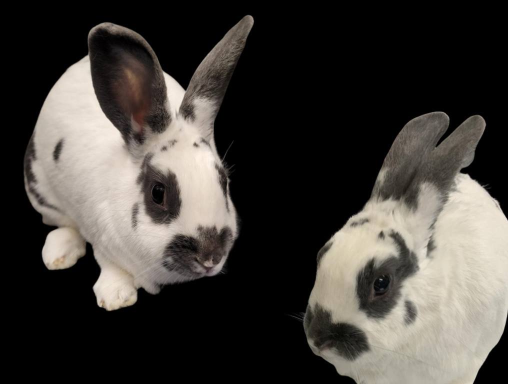 Two photos of White and gray-brown bunny Oreo on a black background.