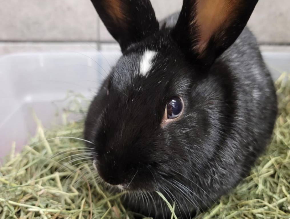 Black bunny sitting on a pile of green grass eating a little bit.