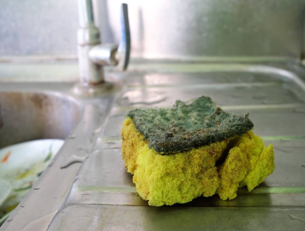 Photo of a yellow kitchen sponge that has been overused. This is a bacteria hotspot in your home. The yellow sponge has a green abrasive pad on top. It's sitting on a chrome kitchen sink counter. This close-up photo of the sponge also shows the bottom of the sink's faucet in the background. Also, some white dishes can been seen in the sink area to the left.