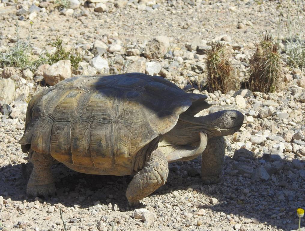 Mojave Max Finally Says Welcome To Spring In Las Vegas