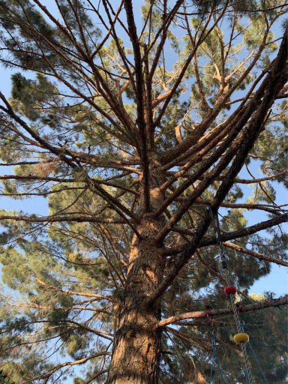 A tall pine tree is seen from ground level, with a rope swing tied to a branch. Blue sky is in the background.