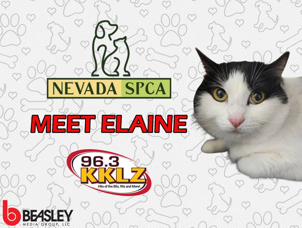 Black and white cat named Elaine from Nevada SPCA on a pet friendly background. Elaine is Beasley Las Vegas' April Adopt A Pet.