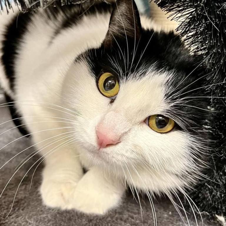 Black and white cat lying on a gray blanket staring at the camera.