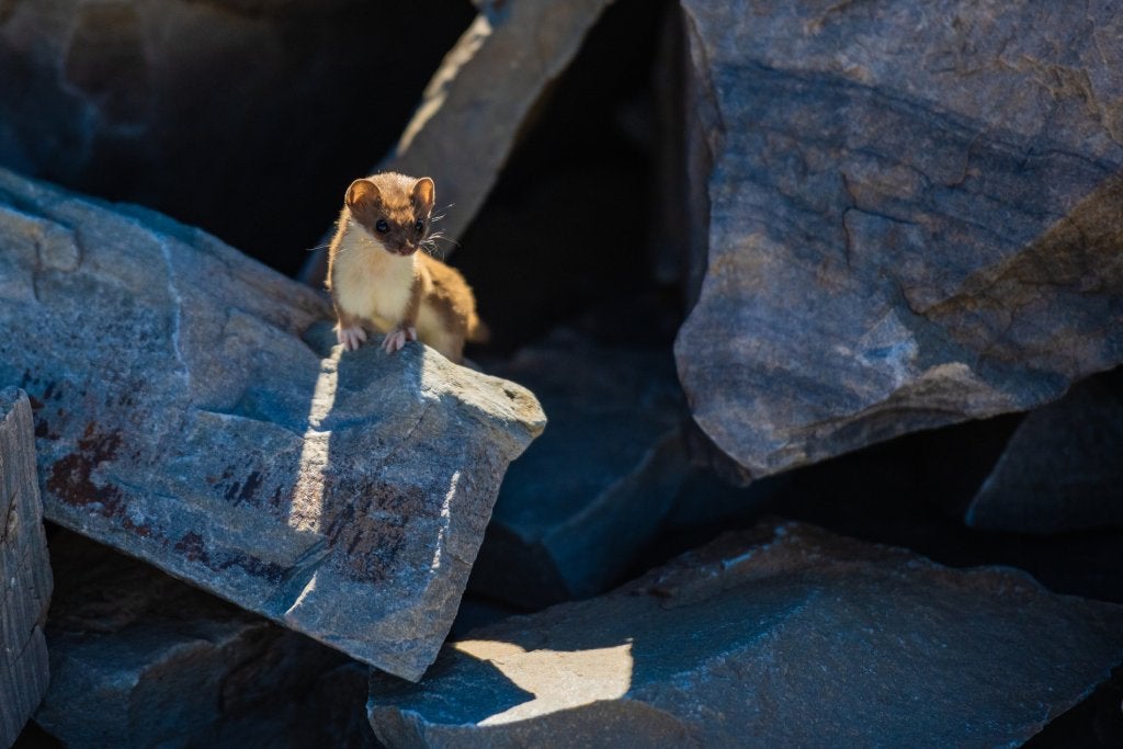 A brown and white ermine, a weasel-like animal, sits on a pile of rocks looking out to the right.