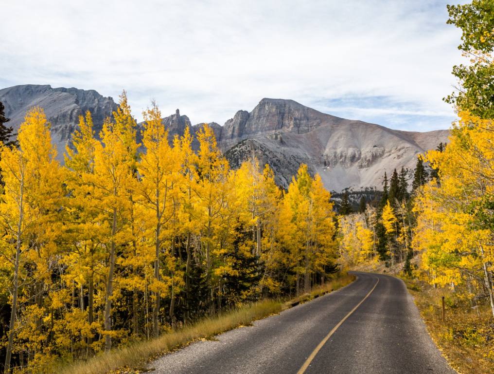 A lot of trees with yellow leaves line a country road with mountains in the background.