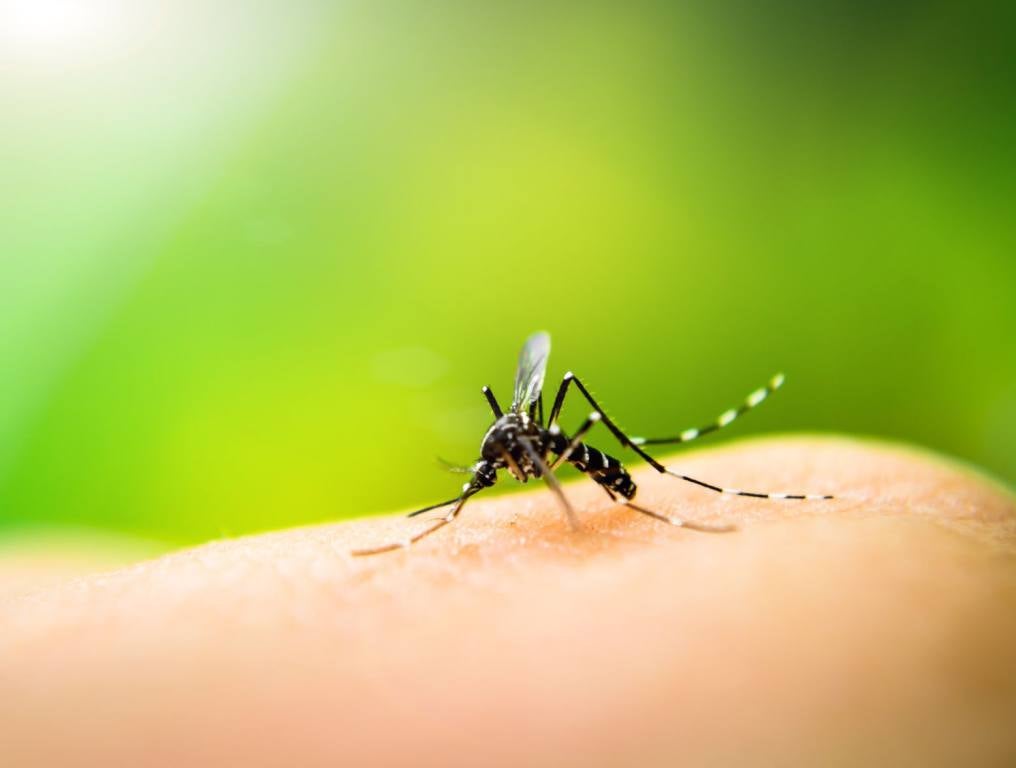 A mosquito on a leaf. Why are some people more prone to mosquito bites than others?