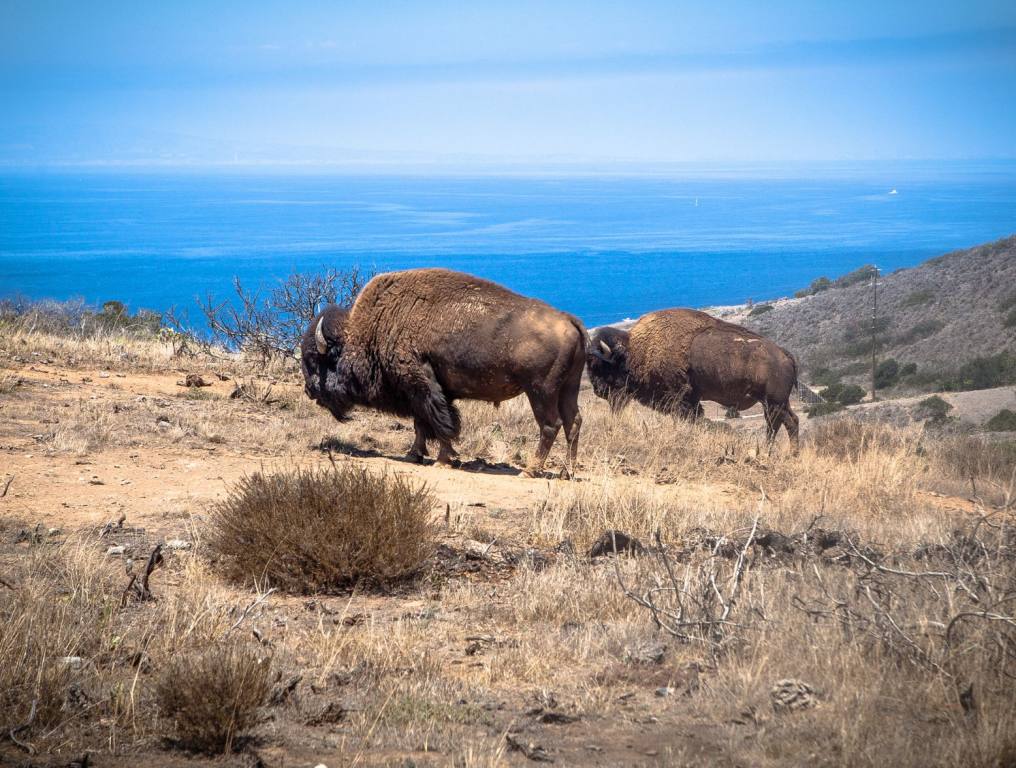 American bison on Catalina Island.