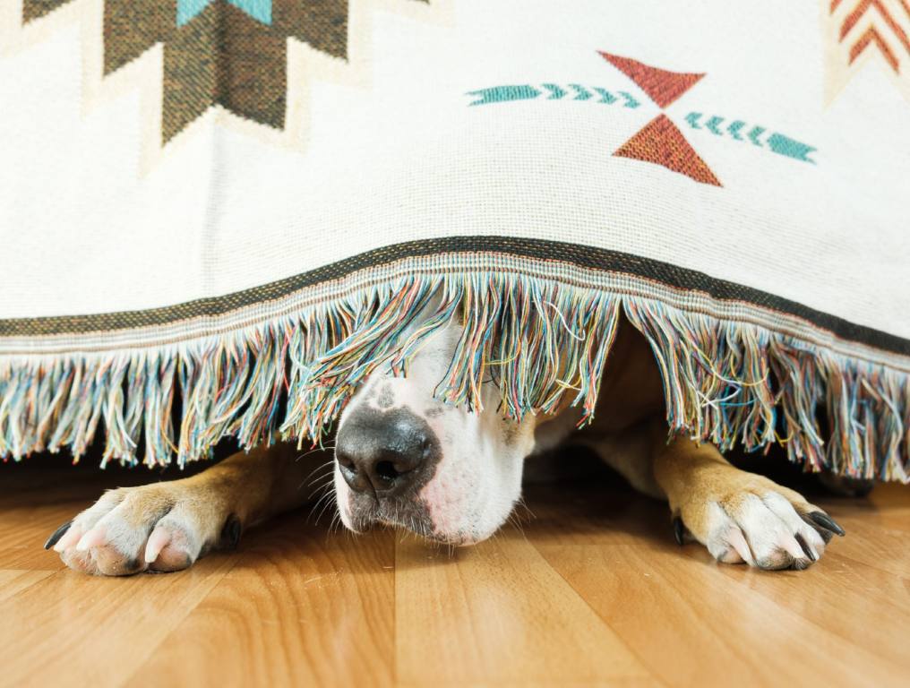 Dogs and fireworks are usually not a good mix. Photo of a dog hiding under a bed. Just his snout and two paws are visible while he hides behind the bedspread. He is lying on a light brown wooden floor. The cream colored bedspread has Native American icons stitched into it, and there is colorful pastel fringe around the bottom of the bedspread.