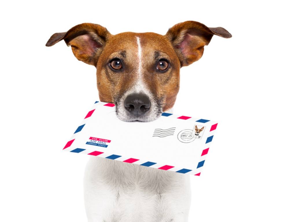 Dog holding a mail letter to the owner fast delivery