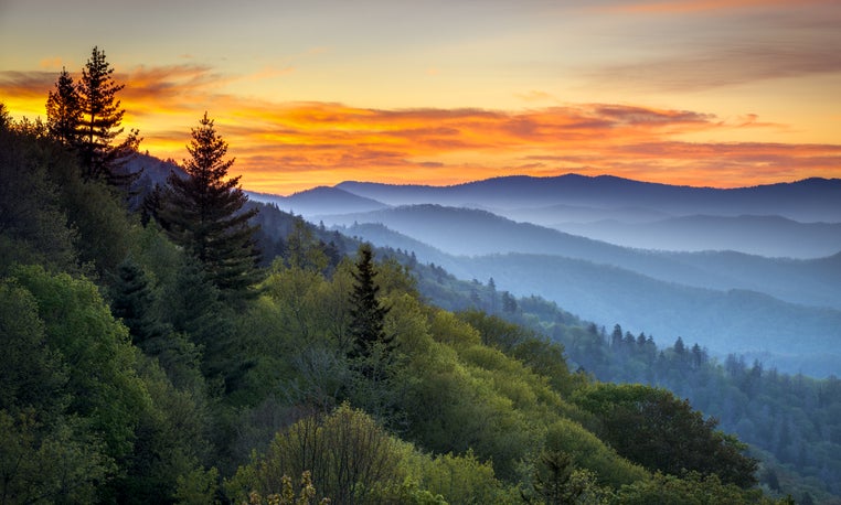 misty mountain picture shows a yellow morning sky, misty blue mountains and green trees in the front of the shot. The picture is used in relation to "Misty Mountain Hop" for an article on rock bands influenced by Tolkien.