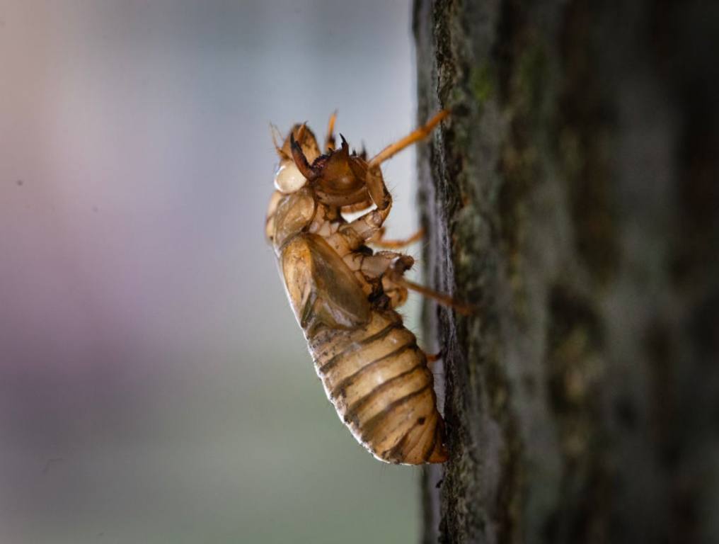 Brown Cicada crawling up a tree.