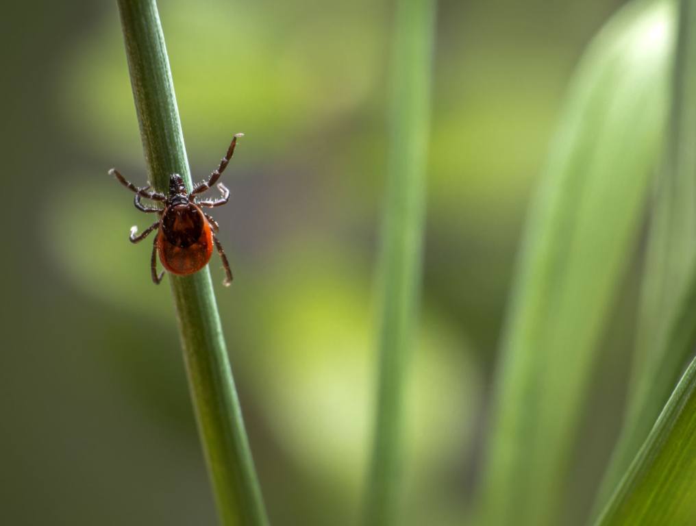 A tick on a leaf. The Earth is experiencing record-breaking heat, including areas of the United States. All that extra heat means that venomous insects are getting bigger and better.