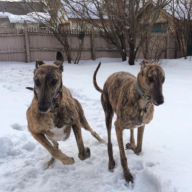 two brindle greyhounds running in the snow