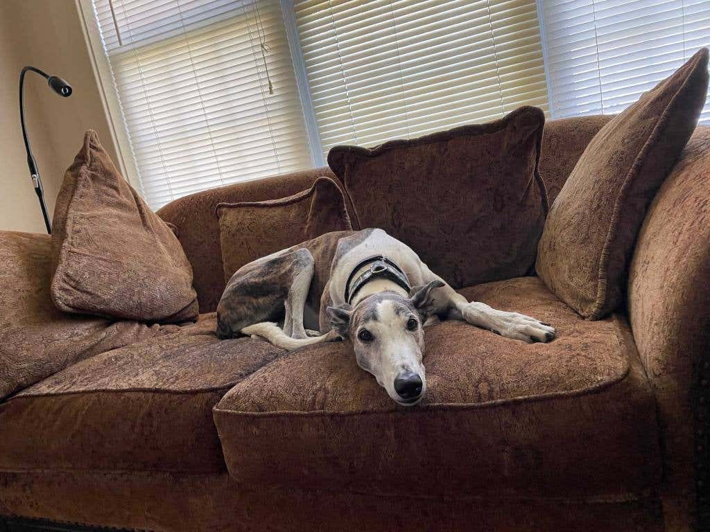 greyhound sitting on a couch