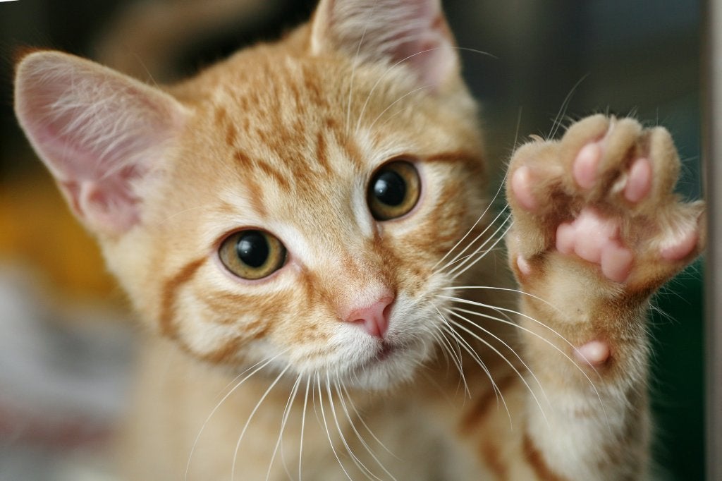 A tabby kitten looks at the camera with his paw in the air.