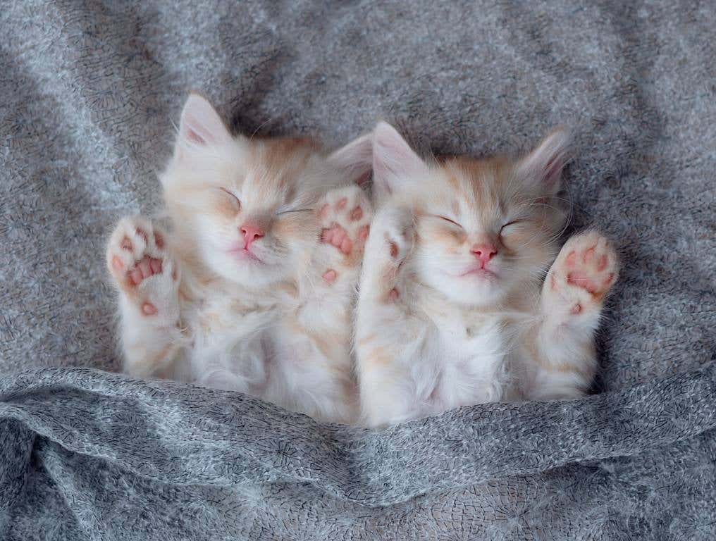 Cute ginger tabby kittens sleeping on a gray blanket, which is folded up over their lower bodies. Concept of Vegas cats