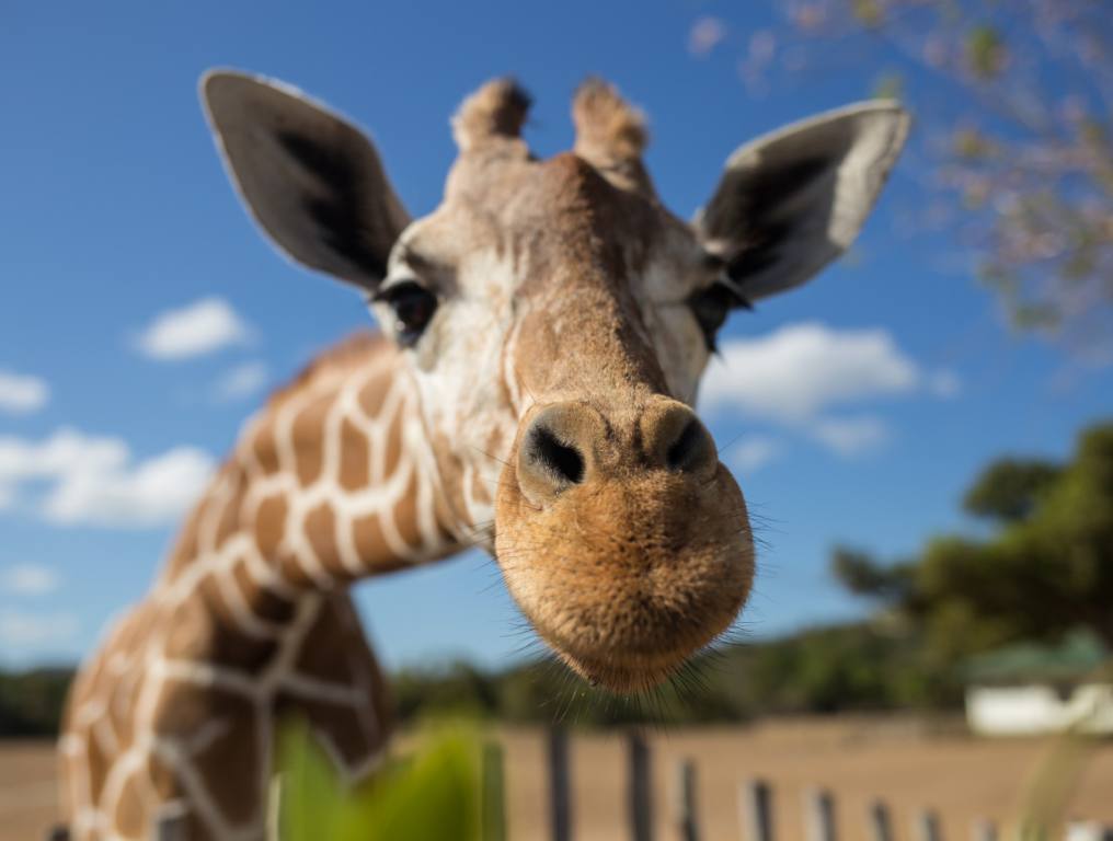 A giraffe, similar to the one in Nevada, mugs for the camera.