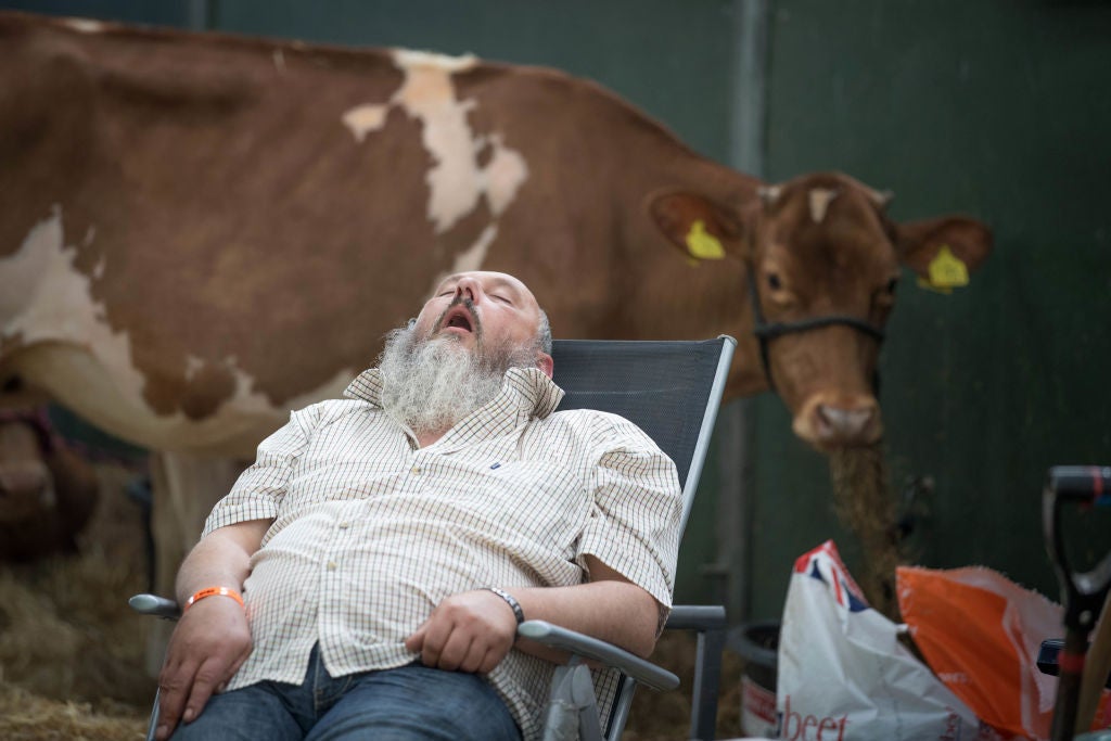 A man sleeping taking a nap in front of a cow. Man Gets 30-Minutes Of Sleep A Day Claiming It Improves Life Expectancy