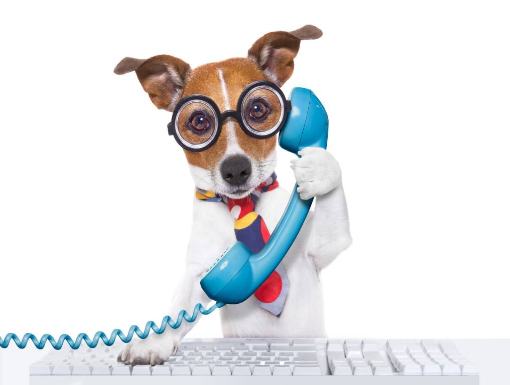 Telephone Tuesday: Busiest Day Of The Year For Phone Calls. Dog Answering phone