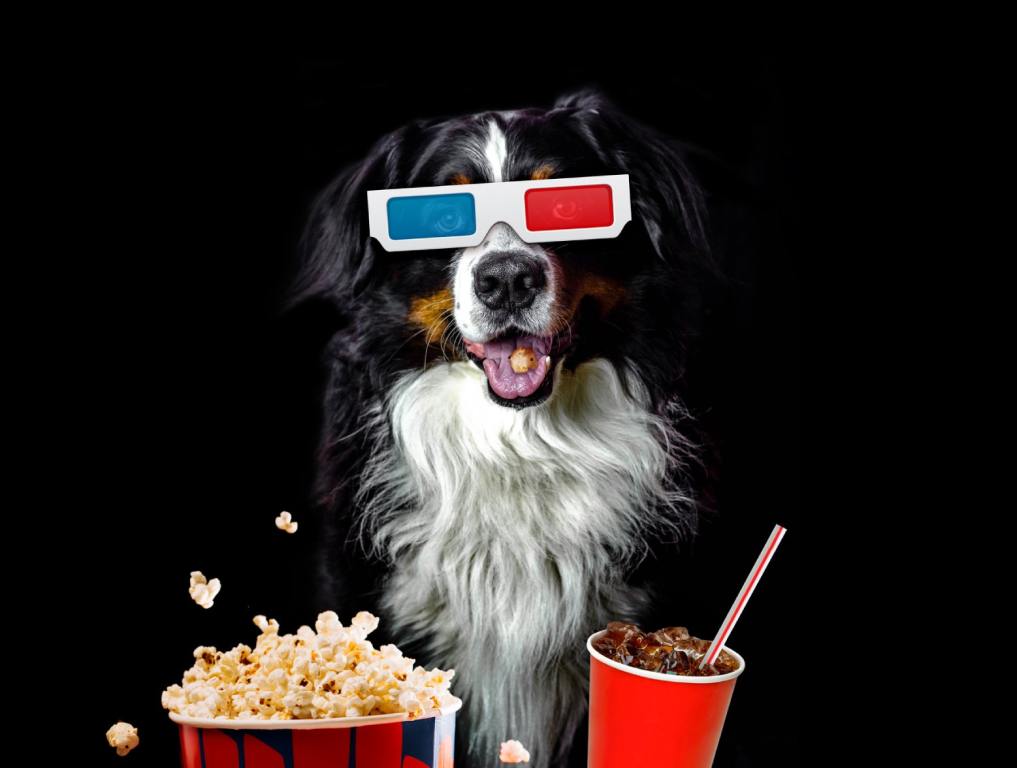 Funny bernese mountain dog movie lover with 3d glasses, popcorn and soda. Concept: Dog Movie Night at Las Vegas Ballpark