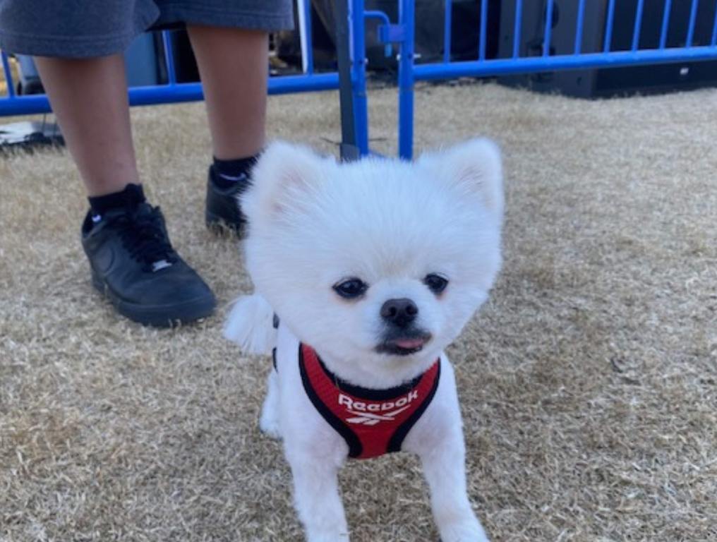 A white puppy