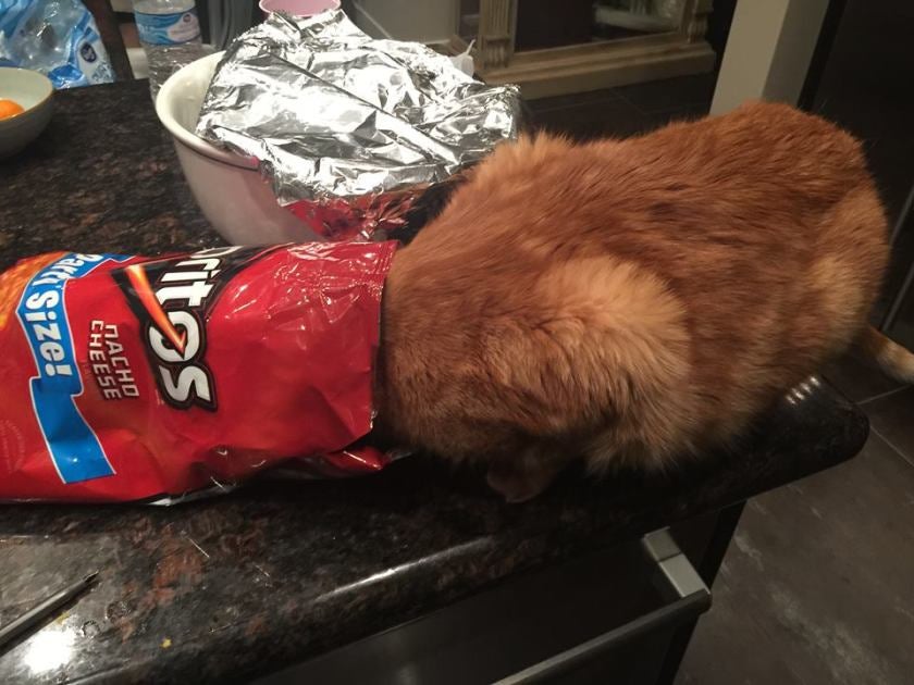 Doritos cat 2025