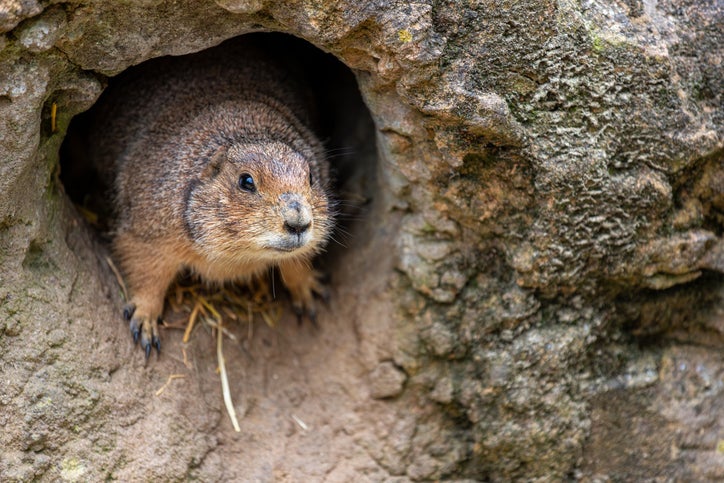 A groundhog looking out of a hole