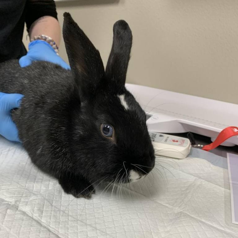 Black bunny on a tile counter