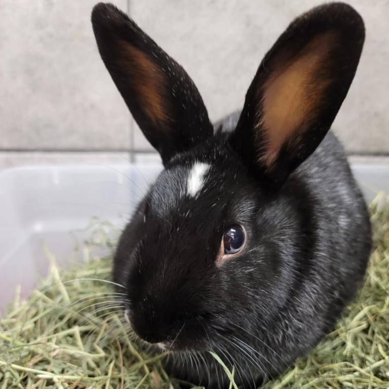 Black bunny sitting on a pile of green grass eating a little bit.