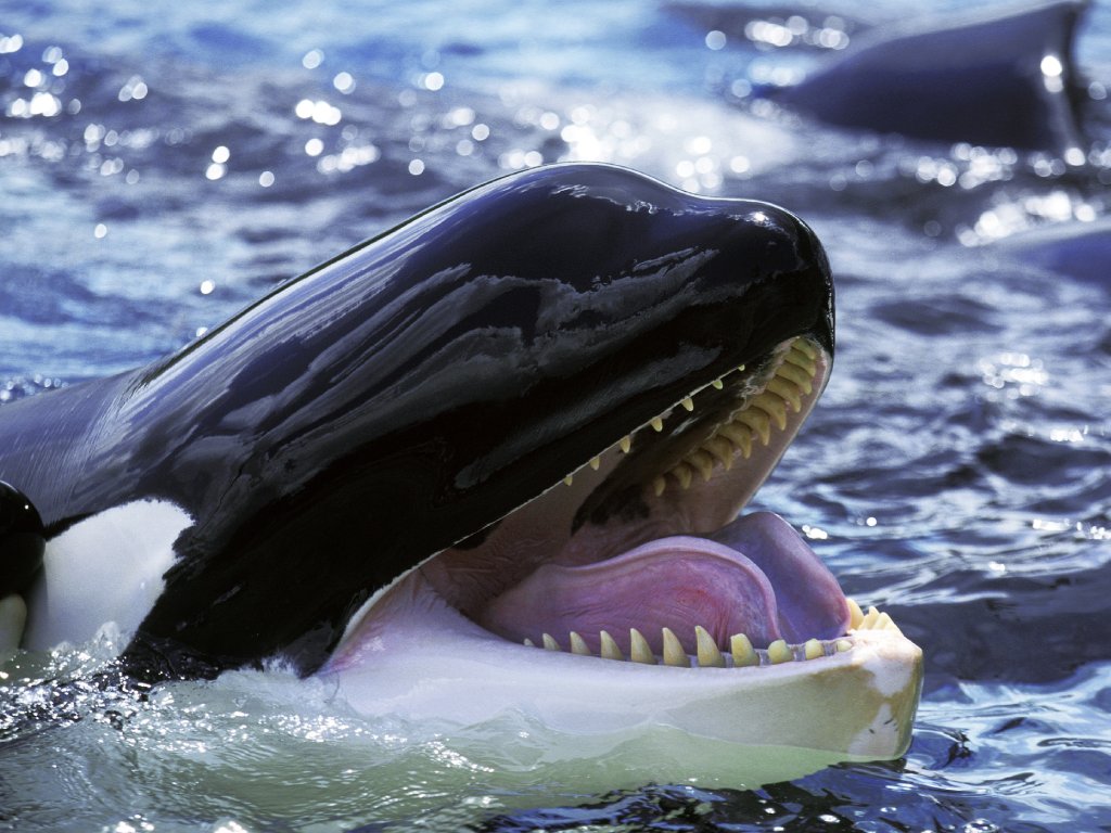 Close up of an Orca Whale opening its mouth and showing its teeth like it's smiling. The sun is reflecting off of the water in the background.