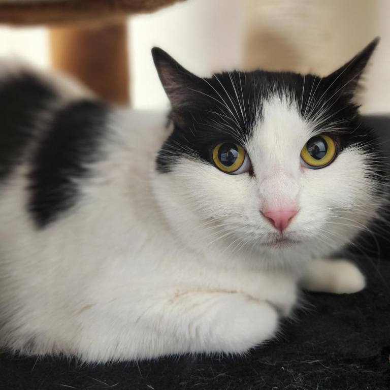 Black and white cat lying on a black blanket staring at the camera.