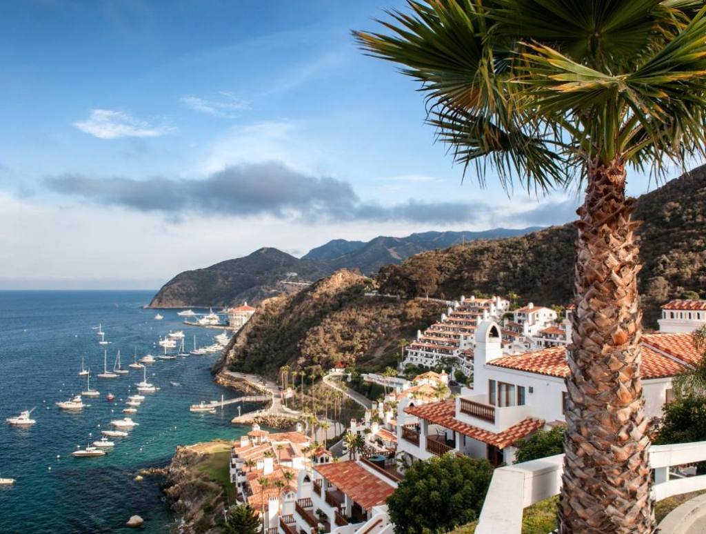 A photo of Catalina Island and a big palm tree with little houses on the side of a mountain. There is also the Pacific Ocean on the left-hand side of the photo. 